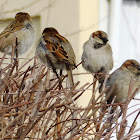 House Sparrow