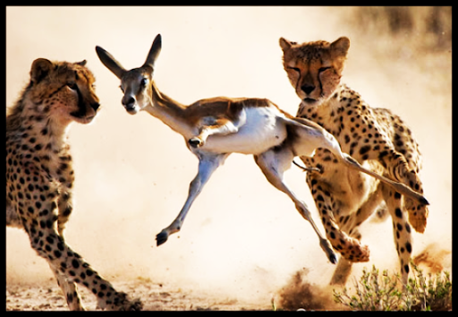 Wild Animal Documentaries HD ?????????