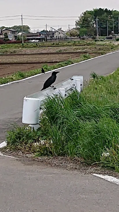 「カラスが見てた先には…。」のメインビジュアル