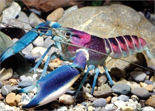 Success in lobster cultivation