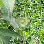 Cabbage White