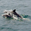 Short-beaked Common Dolphin