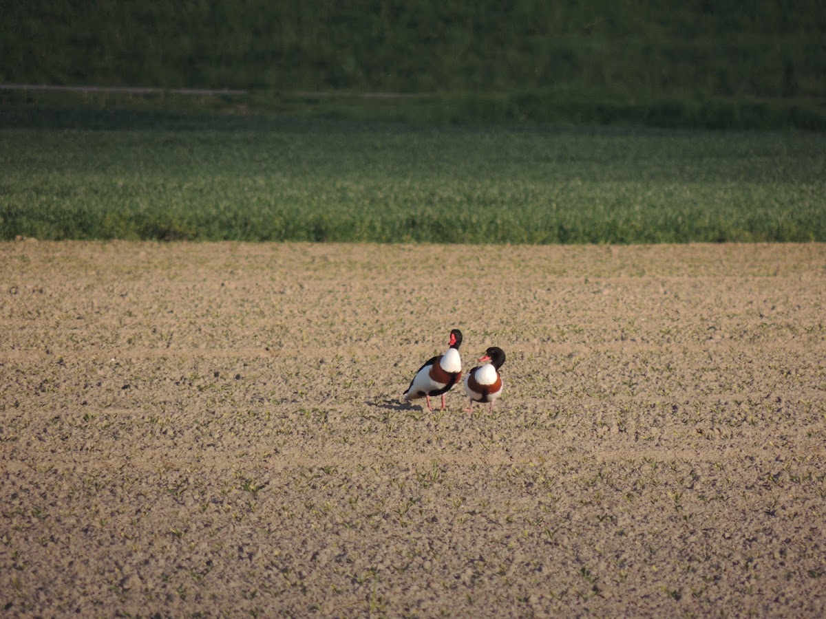 common shelduck