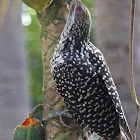 Asian Koel ( female )