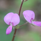 Panicledleaf Ticktrefoil