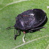 Black Watermelon Bug