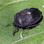 Black Watermelon Bug