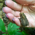 American toad