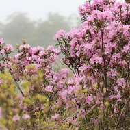 六股村杜鵑花