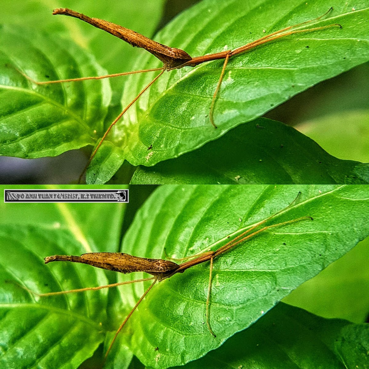 Spider Cranefly