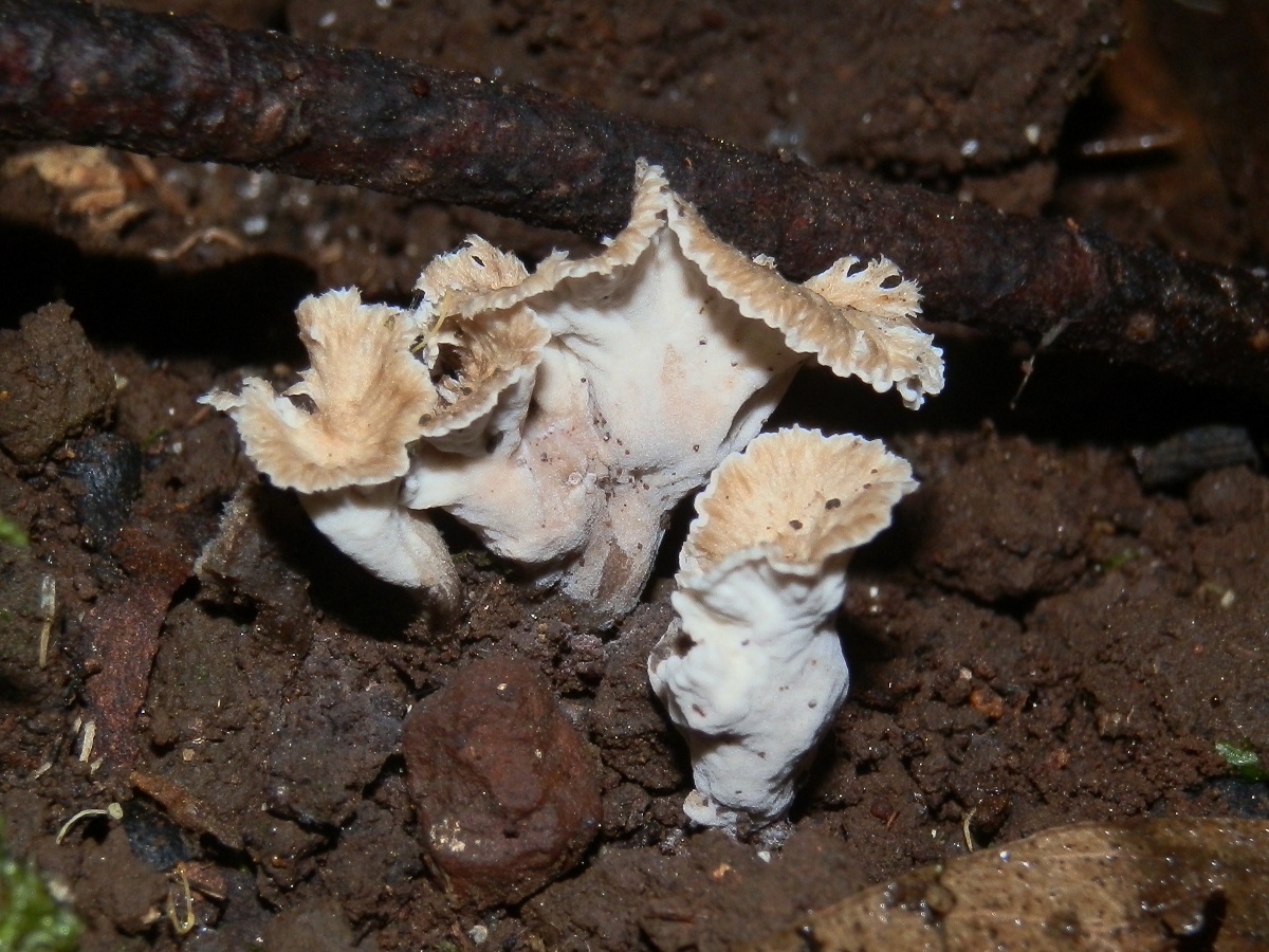 Sinuous Chanterelle