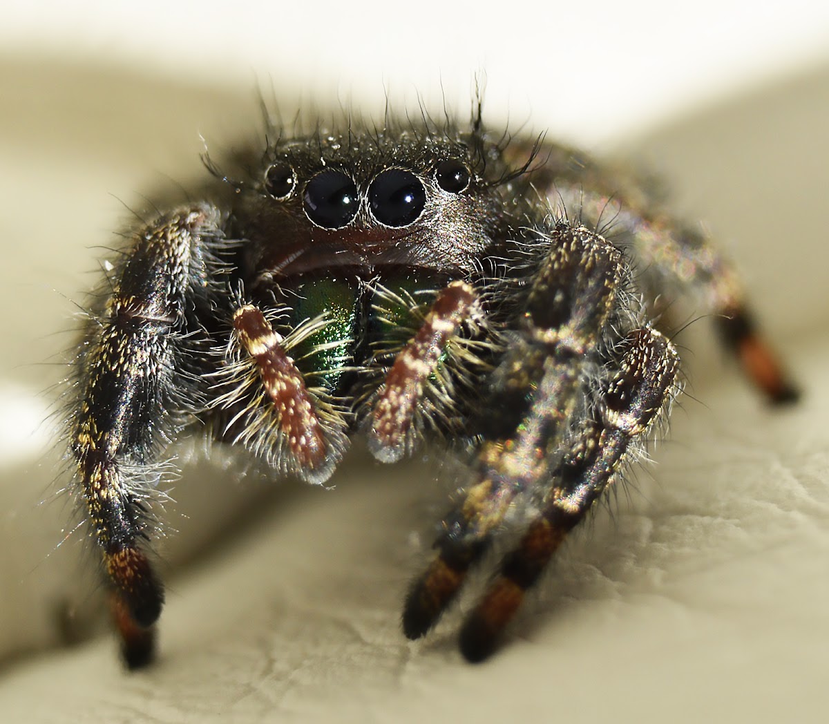 Jumping Spider