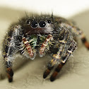 Jumping Spider