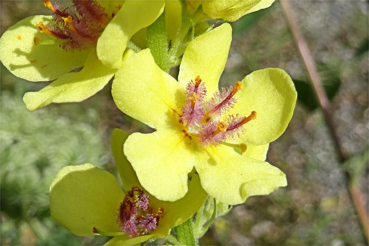 Dark Mullein