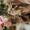 Item logo image for Christmas cute cat theme