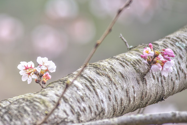 Nボックスカスタムの桜とコラボ・サクラと愛車・桜とコラボ🌸・筑豊緑地・金山あじさいさくら園に関するカスタム事例の投稿画像4枚目