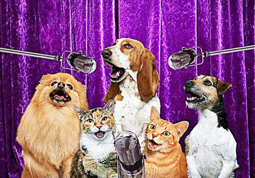 Dog Cat Band Ringtones