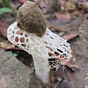 Stinkhorn Mushroom