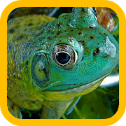 Big Frogs wallpaper  Icon