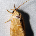 American Dunbar Moth