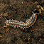 Flat-backed Millipede - Euryuridae