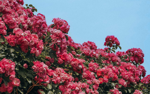 Vibrant Pink Roses Under Clear Sky screenshot 1