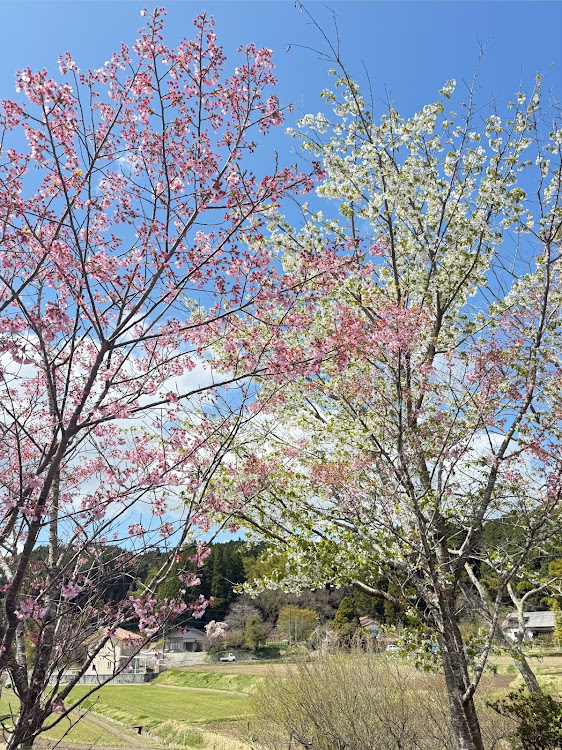 S2000の桜・ニュルブルクリンブルー・メタリック・散りゆく桜・サクラと愛車に関するカスタム事例の投稿画像2枚目