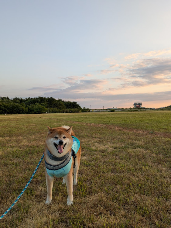 カローラツーリングのお盆休み・夏休み・柴犬ノア号に関するカスタム事例の投稿画像15枚目