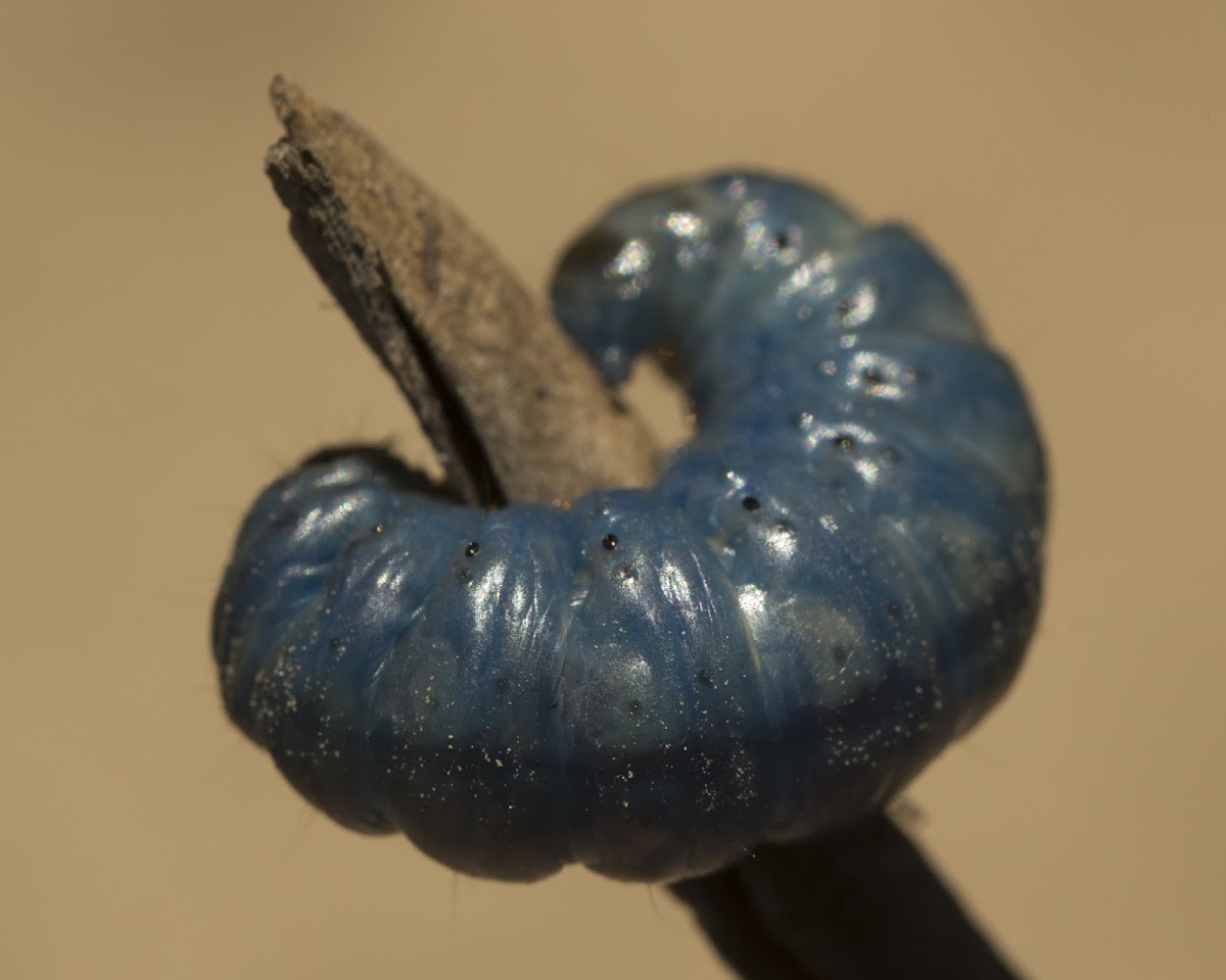 Pricklypear Borer Caterpillar