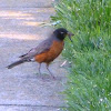 American Robin