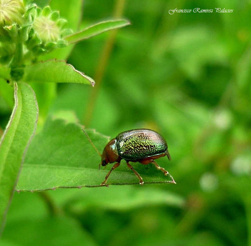 Plagiodera Leaf Beetle