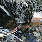 Eastern American Toad