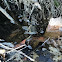 Eastern American Toad