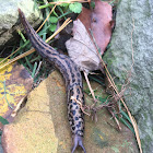 great grey slug