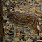 chital deer, spotted deer, axis deer