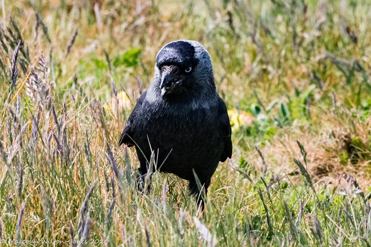 Jackdaw