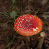 Red coloured Mushroom