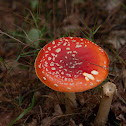 Red coloured Mushroom