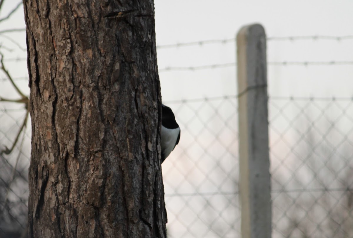 Eurasian magpie