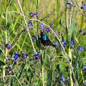 Palestine sunbird