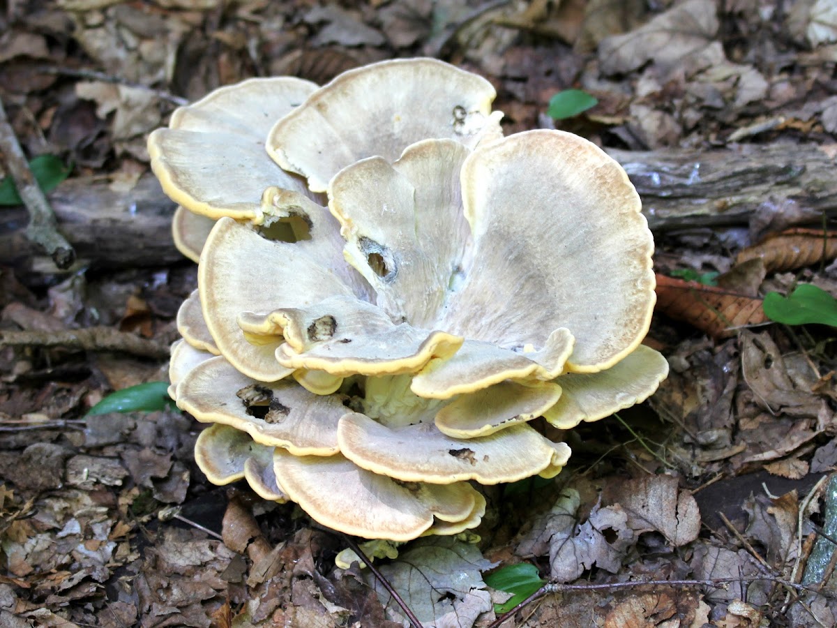 Black-staining Polypore