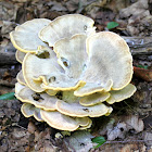 Black-staining Polypore