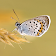 Butterflies Live Wallpaper icon