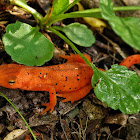 Eastern newt (juvenile)