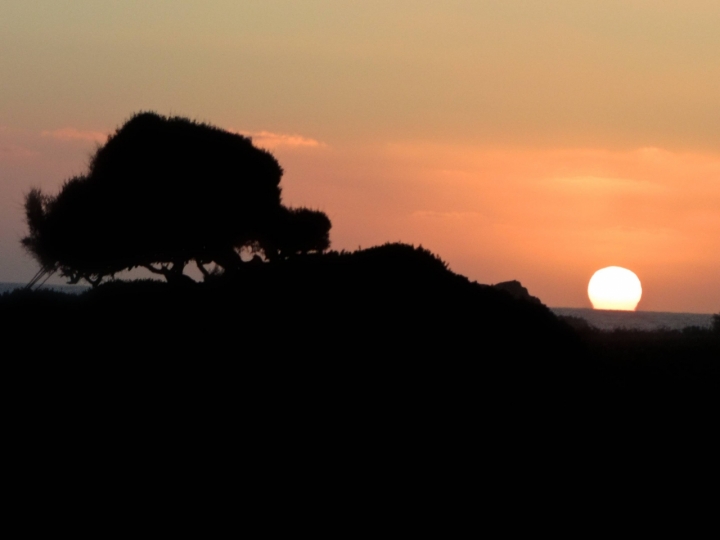 Un albero al tramonto di mauro56