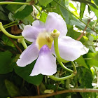 Bengal Trumpet Vine/Blue skyflower