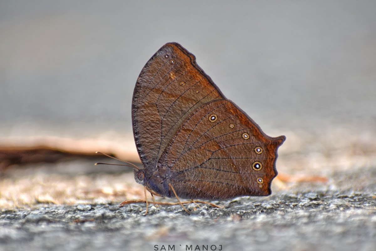 Dark Evening Brown