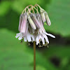 White Rattlesnake Root