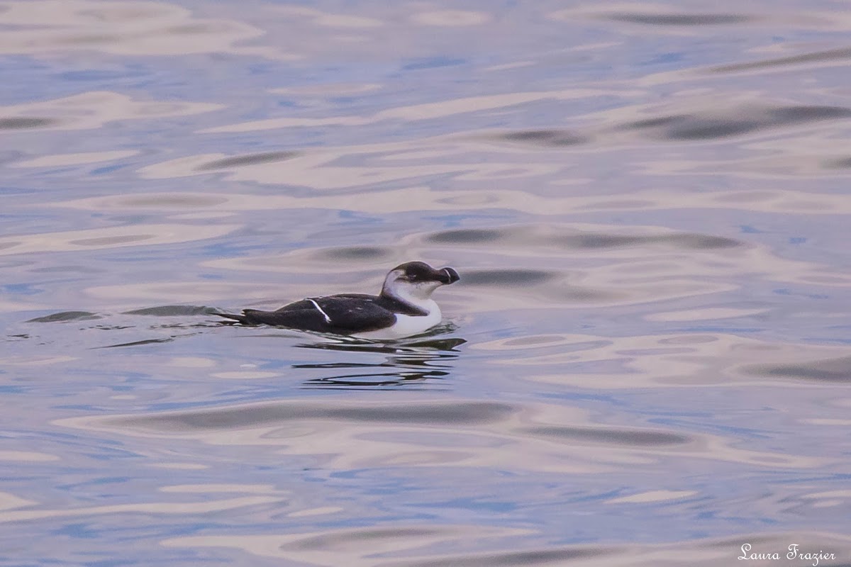 Razorbill