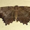 One-spotted Variant Moth